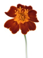 Tagetes tenuifolia  'Starfire'  Signet marigold  One colour from mix  September