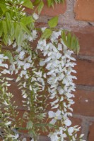 Wisteria floribunda 'Alba', May