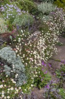 Erigeron karvinskianus - Mexican Fleabane growing on and at the base of a brick raised bed, June