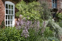 Mixed border of shrubs and perennials, such as Dictamnus albus Purpureus, against a house wall, June