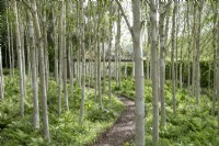 Birch grove at Yeo Valley Organic Garden, May