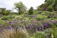 Purple alliums in mixed border in the gravel garden at Yeo Valley Organic Garden, May