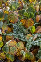 Arum italicum subsp. italicum 'Marmoratum' amongst fallen Hamamelis leaves
