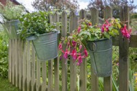 Zinc pail containers attached to a wooden picket fence and planted with Fuchsias