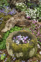 Display stand of Hepaticas including a stone bowl filled with floating cut flowers by Ashwood Nurseries at RHS Chelsea Flower Show 2016