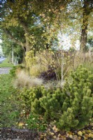Roadside planting at Wild Thyme Cottage including Pinus mugo, ornamental grasses and multi-stemmed birch in November