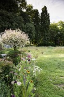 Salix integra 'Hakuro-nishiki' in a country garden in July