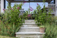 Steps framed by Zauschneria californica and Salvia involucrata in July