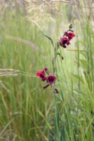 Gladiolus papilio 'Ruby' amongst grasses in July