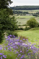 View across Verbena bonariensis toward the surrounding landscape in a country garden in July
