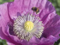 Papaver Somniferum - Opium Poppy flower with bumble bee approaching to land