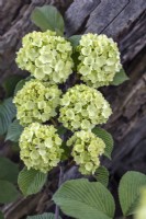 Viburnum plicatum 'Rotundifolium' in May 