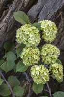 Viburnum plicatum 'Rotundifolium' - flowers in May
