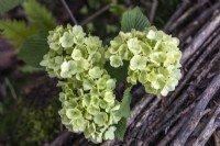 Viburnum plicatum 'Rotundifolium' - flowers in May 