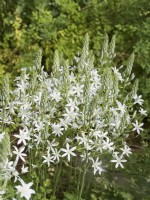 Ornithogalum ponticum 'Sochi' - Stars of bethlehem