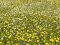 Cultivated wildflower meadow with cornflower, camomile, corn marigold