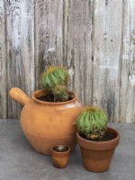 Repotted healthy cacti after division