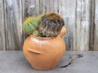 Rotted cactus crown with healthy off shoots