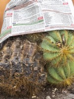 Cut out rotted cactus crown and repot juniors