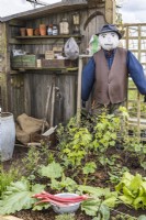 A corner in a small garden with a vintage shed, a water barrel, a scarecrow and a raised vegetable bed with harvested rhubarb. Spring, April. 