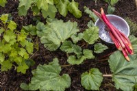 Rhubarb in bed and harvested in a colander. April, Spring
