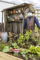 A corner in a small garden with an vintage shed, a water barrel, a scarecrow and a raised vegetable bed with harvested rhubarb. April, Spring