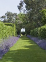 The Apple walk with Nepeta flowering in borders and view of Happisburgh church at East Ruston Old Vicarage Norfolk