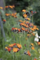 Orange hawkweed with bee