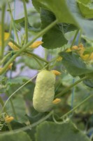 Cucumber 'Boothby's Blond'
