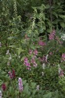 Naturalistic border with diascia, persicaria and foxgloves in woodland garden