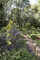 Overview of naturalistic woodland garden with black alder trees