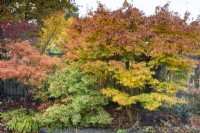 A border of maples in the front garden of Wild Thyme Cottage in November