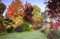 Colourful autumn garden full of shrub and trees including liquidambars, acers and Acer rubrum 'October Glory'.