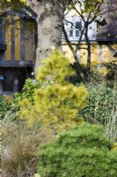 Pinus contorta 'Chief Joseph' with ornamental grasses in November