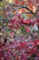 Acer palmatum 'Matsukaze' in November