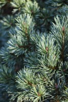 Pinus sylvestris 'Frensham' in November
