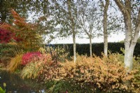 Pond edged with white-stemmed birches, cornus, Euonymus alatus and ornamental grasses in November