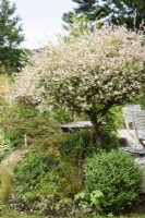 Salix integra 'Hakuro-nishiki' in July