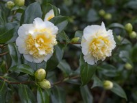 Camellia x williamsii 'Jurys Yellow' 