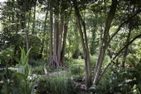 View of naturalistic woodland garden with black alder trees