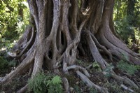 Large black alder tree roots