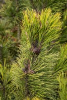 Pinus mugo 'Winter Sun'
