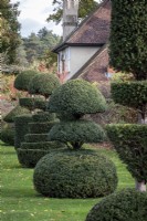 Topiary Yew bushes at Wisley Gardens, Surrey