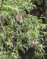 Clematis napaulensis - Nepal Clematis