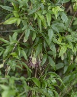 Clematis napaulensis - Nepal Clematis