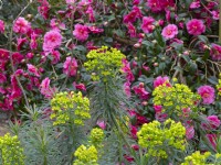 Euphorbia characias 'Portuguese Velvet' and Camellia japonica Late February