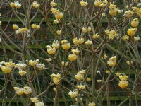 Edgeworthia chrysantha - paperbush  February 
