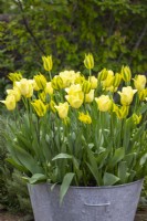 Tulip 'World Friendship', 'Green Mile' and Evergreen' in a galvanised zinc container