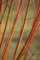Salix alba var. vitellina 'Yelverton', Willow, February 