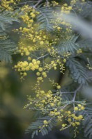 Acacia dealbata, Mimosa, February 
